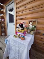 Gigi, a  Australian Shepherd for sale in Moravia Iowa, MORAVIA IOWA – Photo 1 of 9