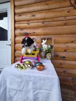 Gigi, a  Australian Shepherd for sale in Moravia Iowa, MORAVIA IOWA – Photo 7 of 9