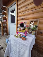 Gigi, a  Australian Shepherd for sale in Moravia Iowa, MORAVIA IOWA – Photo 5 of 9