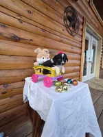 Gigi, a  Australian Shepherd for sale in Moravia Iowa, MORAVIA IOWA – Photo 2 of 9