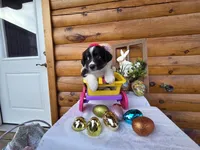 Gigi, a  Australian Shepherd for sale in Moravia Iowa, MORAVIA IOWA – Photo 6 of 9