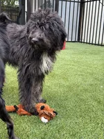 Chao, a female Aussiedoodle for sale in Labelle, FL – 7 of 8