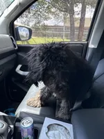 Chao, a female Aussiedoodle for sale in Labelle, FL – 2 of 8