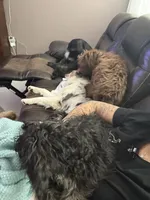 Chao, a female Aussiedoodle for sale in Labelle, FL – 4 of 8