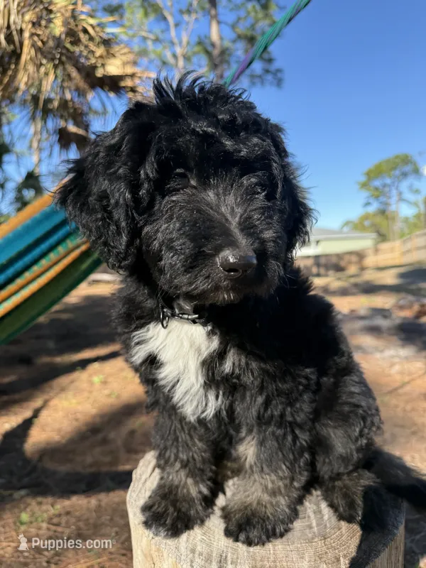 Chao – Aussiedoodle puppy for sale in Labelle, FL