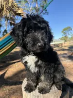 Chao, a female Aussiedoodle for sale in Labelle, FL – 1 of 8