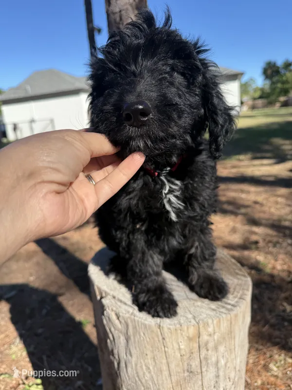 Zen – Aussiedoodle puppy for sale in Labelle, FL