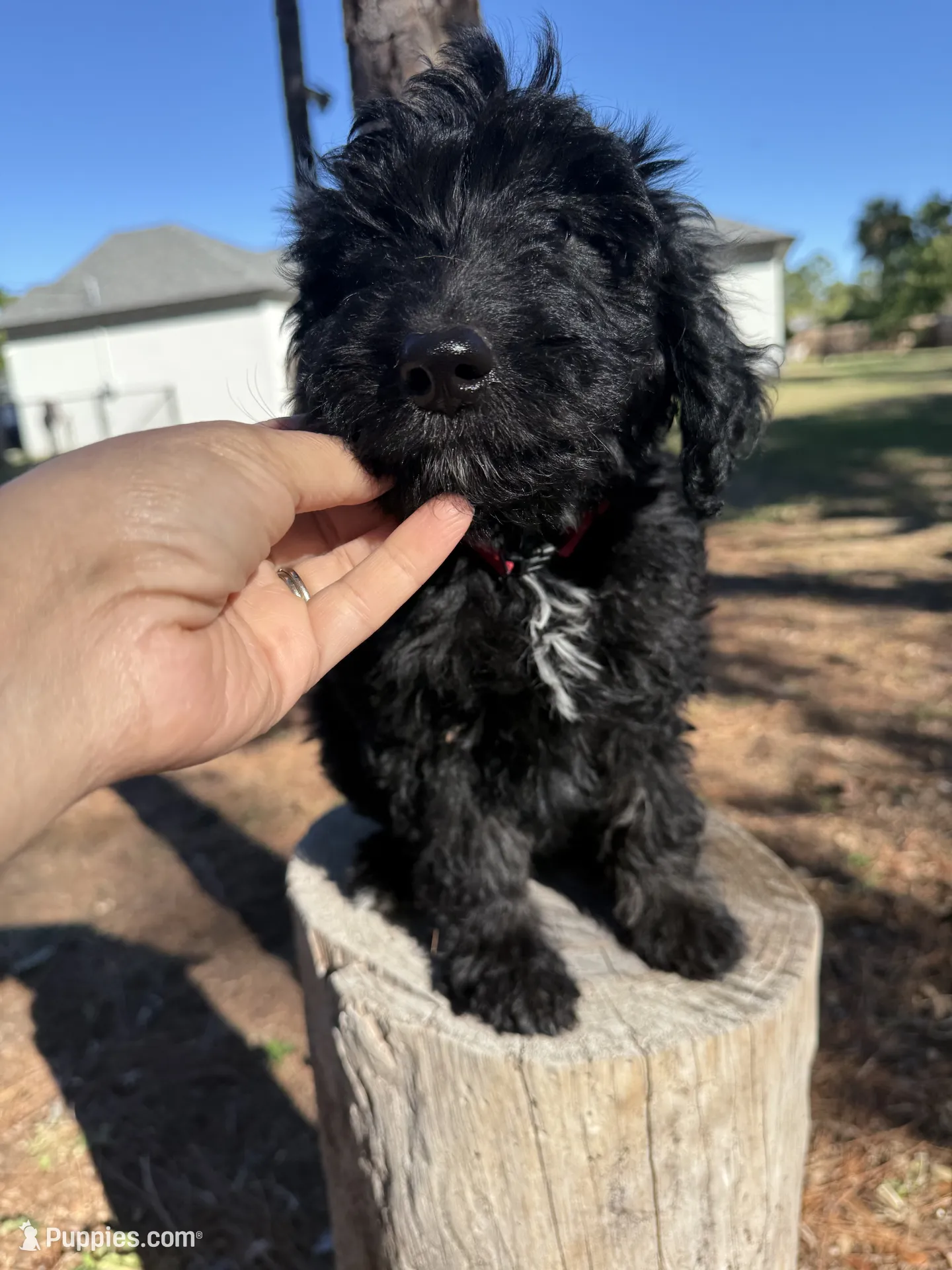 poodle様 Zen – Poodle and Australian Shepherd Puppy for Sale | Puppies.com