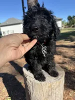 Zen, a male Aussiedoodle for sale in Labelle, FL – 1 of 8