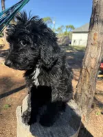 Zen, a male Aussiedoodle for sale in Labelle, FL – 8 of 8