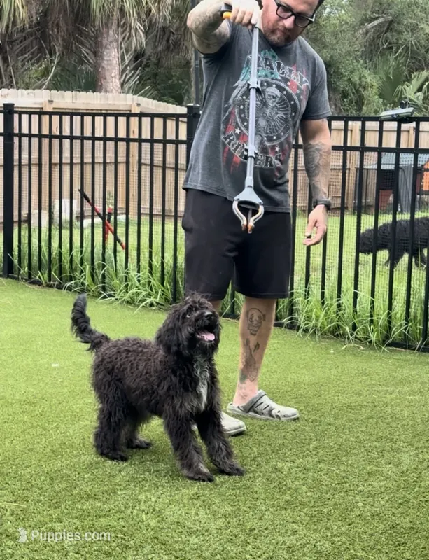 Boss – Aussiedoodle puppy for sale in Labelle, FL