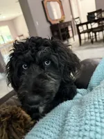 Boss, a male Aussiedoodle for sale in Labelle, FL – 5 of 6