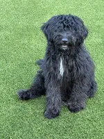 Zen, a male Aussiedoodle for sale in Labelle, FL – 4 of 8