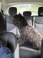 Chao, a female Aussiedoodle for sale in Labelle, FL – 3 of 8