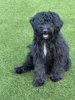 Zen, a male Aussiedoodle for sale in Labelle, FL – 7 of 8