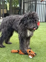 Chao, a female Aussiedoodle for sale in Labelle, FL – 5 of 8
