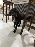 Boss, a male Aussiedoodle for sale in Labelle, FL – 2 of 6
