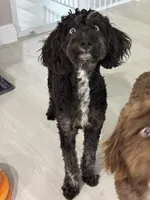 Boss, a male Aussiedoodle for sale in Labelle, FL – 3 of 6