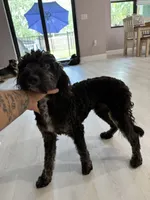 Boss, a male Aussiedoodle for sale in Labelle, FL – 4 of 6