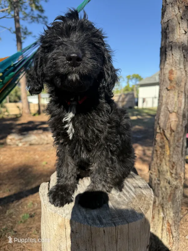 Zen – Aussiedoodle puppy for sale in Labelle, FL