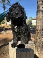Zen, a male Aussiedoodle for sale in Labelle, FL – 2 of 8