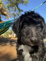 Chao, a female Aussiedoodle for sale in Labelle, FL – 6 of 8