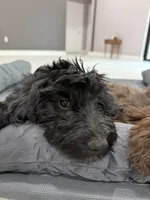 Zen, a male Aussiedoodle for sale in Labelle, FL – 6 of 8