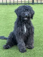 Zen, a male Aussiedoodle for sale in Labelle, FL – 5 of 8