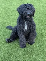 Zen, a male Aussiedoodle for sale in Labelle, FL – 3 of 8