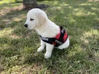 English Cream Goldens, a male Golden Retriever for sale in Decatur, GA – 6 of 8