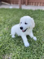 English Cream Goldens, a male Golden Retriever for sale in Decatur, GA – 8 of 8