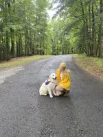 English Cream Goldens, a male Golden Retriever for sale in Decatur, GA – 7 of 8