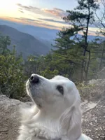 English Cream Goldens, a male Golden Retriever for sale in Decatur, GA – 4 of 8