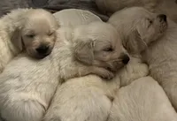 English Cream Goldens, a male Golden Retriever for sale in Decatur, GA – 2 of 8