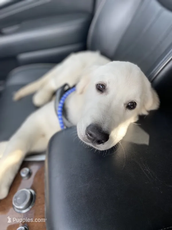 English Cream Goldens – Golden Retriever puppy for sale in Decatur, GA