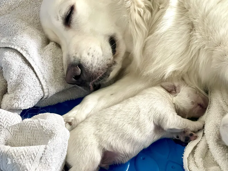 English Cream Goldens – Golden Retriever puppy for sale in Decatur, GA