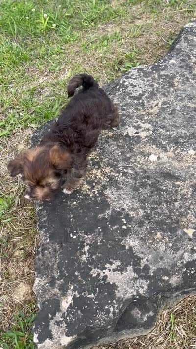 Chloe, a female Havapoo for sale in Bedford, KY – 2 of 4