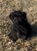 Sweets, a male Havapoo for sale in Bedford, KY – Photo 2 of 10