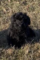 Sweets, a male Havapoo for sale in Bedford, KY – Photo 3 of 10