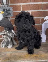 Sweets, a male Havapoo for sale in Bedford, KY – Photo 1 of 10