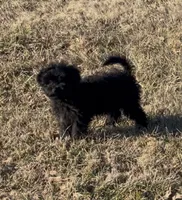 Sweets, a male Havapoo for sale in Bedford, KY – Photo 9 of 10