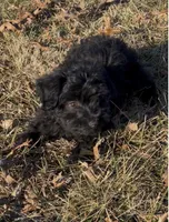 Sweets, a male Havapoo for sale in Bedford, KY – Photo 5 of 10