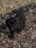 Sweets, a male Havapoo for sale in Bedford, KY – Photo 8 of 10