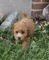 Ginger, a female Poodle - Toy  and Poodle - Miniature  for sale in Bedford, KY – 2 of 9