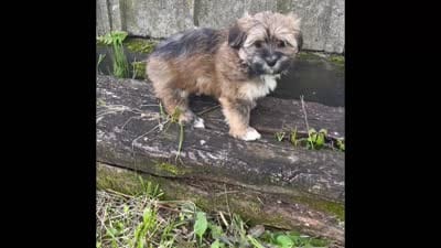Phoebe, a female Havapoo for sale in Bedford, KY – 3 of 4