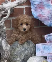 Ginger, a female Poodle - Toy  and Poodle - Miniature  for sale in Bedford, KY – 5 of 9