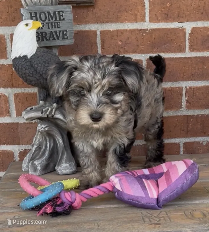 Phoebe  – Havapoo puppy for sale in Bedford, KY