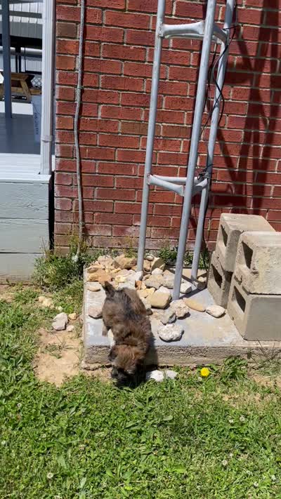 Blossom , a female Havapoo for sale in Bedford, KY – 3 of 4