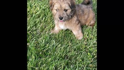 Bowie, a male Havapoo for sale in Bedford, KY – 3 of 4