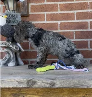 Blue, a male Poodle - Miniature  for sale in Bedford, KY – 7 of 7